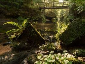 Kirnitzschtal Bruecke über Bach im Wald, sonnige Bäume und felsenreiche Umgebung.