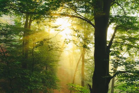Sonniger Waldweg, von Bäumen gesäumt, Sonnenstrahlen durchbrechen die Äste.